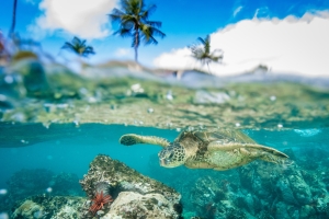 Turtle in the ocean